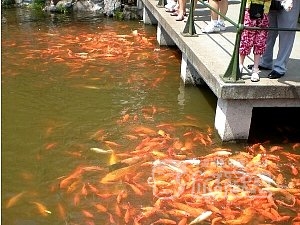 杭州 観光 世界遺産 西湖 六和塔 霊隠寺 花港観魚 を巡る 旅行 ツアー 