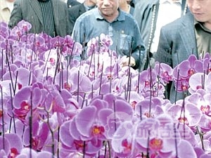 大連 金州 胡蝶蘭 園 見学ツアー