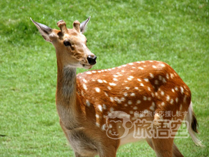 鹿回頭公園 海南島