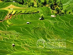 建水 元陽 羅平 昆明 観光 世界遺産 紅河ハニ棚田 菜の花畑 を巡る 旅行 ツアー