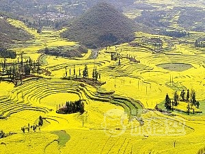 建水 元陽 羅平 昆明 観光 世界遺産 紅河ハニ棚田 菜の花畑 を巡る 旅行 ツアー