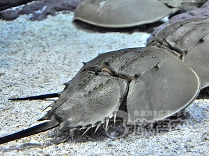 海洋水族館 上海