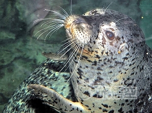 海洋水族館 上海