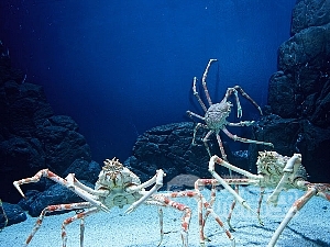 海洋水族館 上海