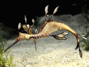 海洋水族館 上海