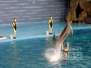 極地海洋動物園　大連