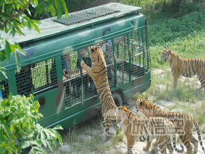 深圳野生動物園 深圳