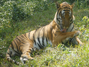 深圳野生動物園 深圳