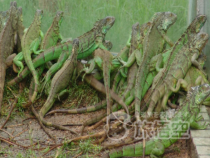 深圳野生動物園 深圳