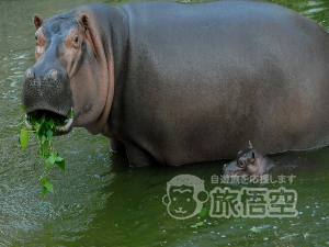 深圳野生動物園 深圳