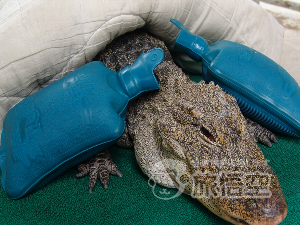 深圳野生動物園 深圳