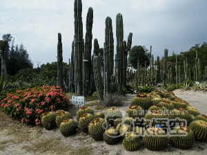 アモイ園林植物園 厦門